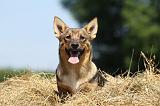 VASGOTASPETS 034